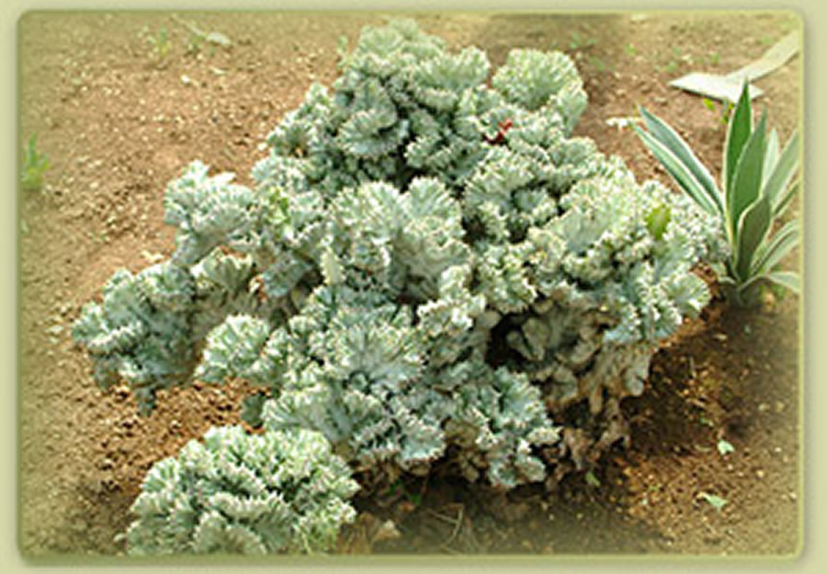 Euphorbia lactea-cristata