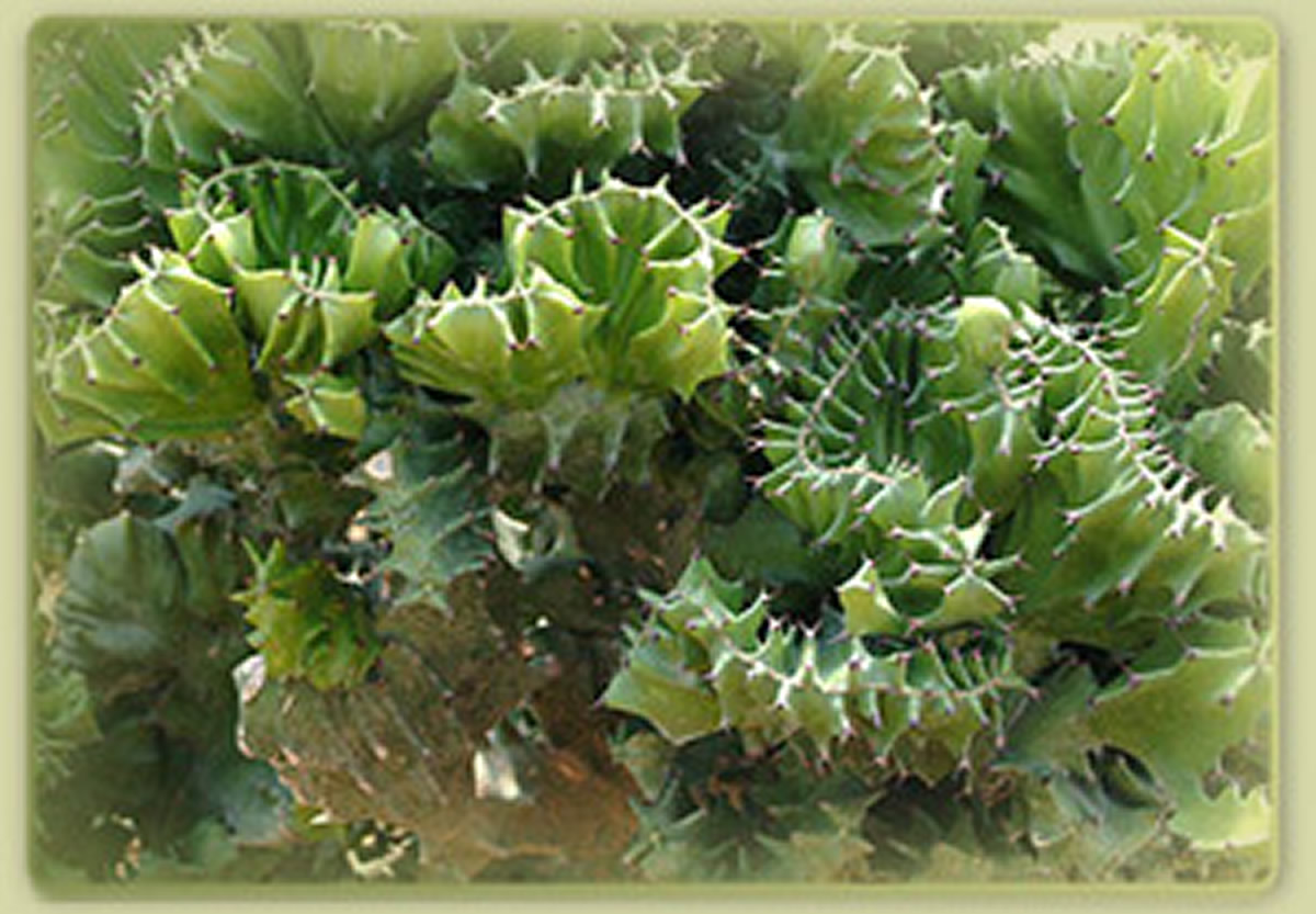 Euphorbia crestata